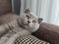 British shorthair yavrular