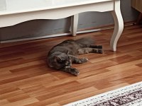Yeni yuvasını arıyor british shorthair