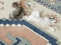 OYUN BAĞIMLISI SCOTTİSHLER