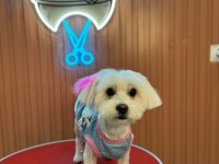 Maltese orijinal terrier 1 yaş