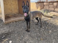 Belçika kurdu malinois