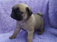 Basık Burunlu Gül Kuyruk Pug Yavrular