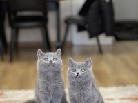 A Kalite British Shorthair Yavrum