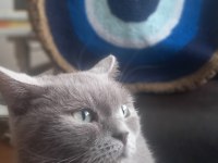 British shorthair dişi