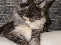 SAF KAN, LO ŞECERELİ DEV BOY KEDİLER 6 YILLIK TECRÜBE