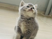 Kaymaklı lokum british longhair kedimiz