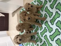Tekirdağ Minyatür Poodle 2 Aylık
