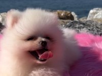 Oyuncak Surat Pomeranian Boo