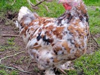İSPENÇ VE CÜCE COCHİN HOROZLAR