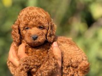 Ultra Kaliteli Poodle Yavrular