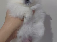 Pomeranian süt beyaz
