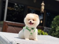 Pamuk Şekeri Pomeranian Boo