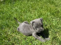 İSTANBULDA 45 GÜNLÜK SAFKAN BLUE CANE CORSO