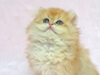 A KALİTE ORİJİNAL BRİTİSH LONGHAİR GOLDEN YAVRUM