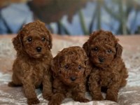 Red Brown Toy Poodle Irk Garantili Yavrular 