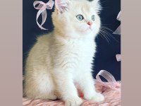 Safkan British Longhair Shorthair Yavrular