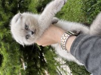 Scottish fold yavrularımız