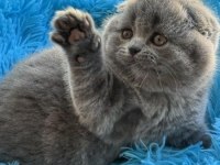 Top kafa ayı surat scottish fold bebek