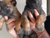 Belçika malinois yavrularımız ırk garantilidir