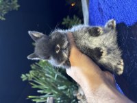 VETERİNERDE HOLLANDA LOP MİNİ LOP CÜCE TAVŞAN YAVRULAR