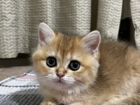British Shorthair Kedisi