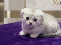 Sevimli scottish fold paticikler teslime hazır