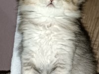 Biritish shortair british longhair safkan yavrular