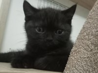 British shorthair kahverengi kedimiz