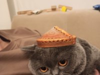 2 yaşında british shorthair erkek
