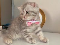 Yavru scottish fold