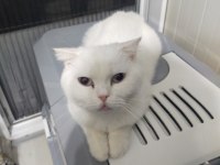 Scottish fold beyaz dişi