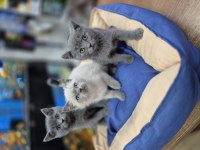 BRİTİSH SHORTHAİR YAVRU KEDİLER