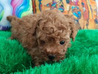 ORJINAL A KALITE POODLE