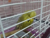 Şov jumbo takım kuşlar 2 çift yerli takım ile takas olur