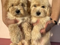 Maltipoo özel ırk yavrularımız
