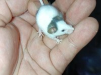 BEYAZ KOBAY LAB VE PANDA MİCE