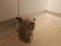 3 aylık british shorthair yavrular