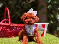 Safkan Toy Poodle Bebekler