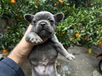 Blue French Bulldog Yavrularımız