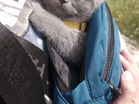 Anne baba biritish shorthair