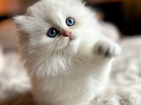 Pamuğumsu NS1133 British Longhair