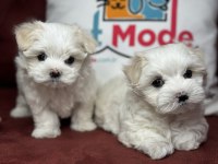 Tea cup maltese terrier yavrular ziyarete açık