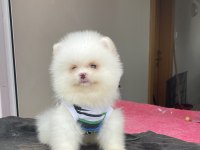 AYI SURAT POMERANİAN BOO YAVRULAR