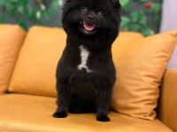 Pomeranian Spitz, Boo Değil