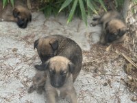 Malinois yavruları yalova