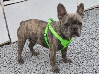Kurulu Düzen Damızlık French Bulldoglar