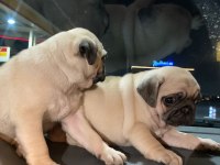 Muhteşem Pug Mops Bebek Köpeklerimiz