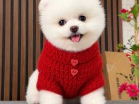 Irk ve sağlık garantili pomeranian boo bebekler