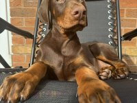 Erkek Kızıl Doberman King Mağazamızdan Sizlerle