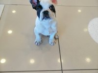 Türünün en güzeli yavru french bulldog